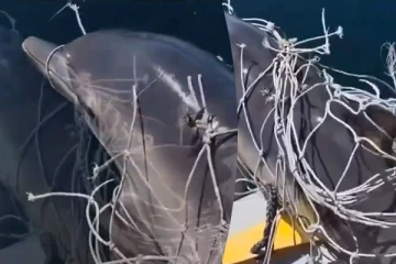 உயிரைக் காப்பாற்றிய நபர்... டால்ஃபின் என்ன செய்தது தெரியுமா?