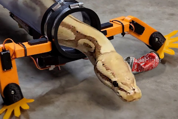 பாம்பை நடக்க வைத்த இளைஞன்; இணையத்தில் வைரல் | Social Media Made The Snake Walk