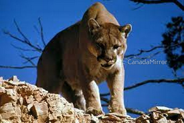 கனடாவில் கொடிய விலங்கிடமிருந்து 7 வயது மகனை மீட்ட தாய் | Boy 7 Attacked By Cougar In Central