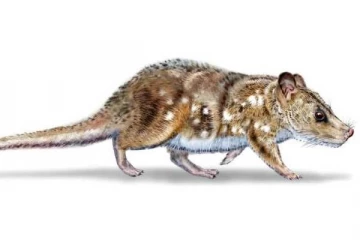 டைனோசர் வாழ்ந்த காலம்.., 74 மில்லியன் ஆண்டுகள் பழமையான உயிரினத்தை கண்டுபிடித்த விஞ்ஞானிகள்