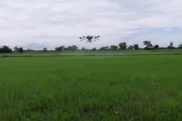 ட்ரோன் மூலம் நெற்பயிர்களுக்கு கிருமிநாசினி தெளிப்பு; அசத்திய கிண்னியா விவசாயிகள்