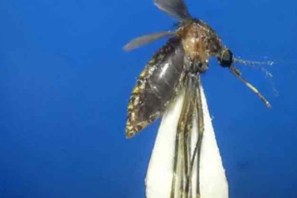 இலங்கையில் கண்டுபிடிக்கப்பட்ட புதிய வகை நுளம்பு | New Species Of Mulberry Discovered In Sri Lanka