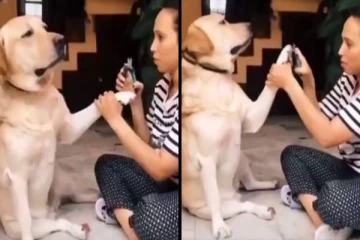 நகம் வெட்டும் போது மயங்கி விழுந்து பரிதாபமாக கிடந்த நாய்! வாளை பிளந்து சிரிக்க வைக்கும் காட்சி