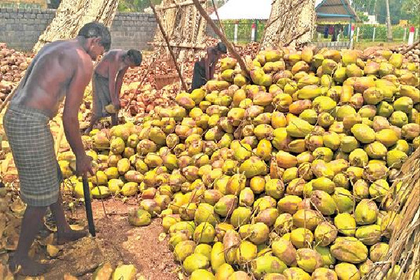 தேங்காய் எண்ணெய் விற்பனை தொடர்பில் விடுக்கப்பட்ட கோரிக்கை :பறந்தது கடிதம் | Allow Only Bottled Coconut Oil