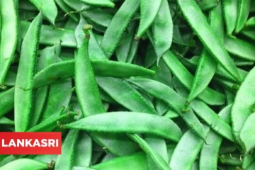 மன அழுத்தத்தை போக்கும் அவரைக்காய்யின் நன்மைகள் பற்றி தெரிந்துகொள்வோம்!