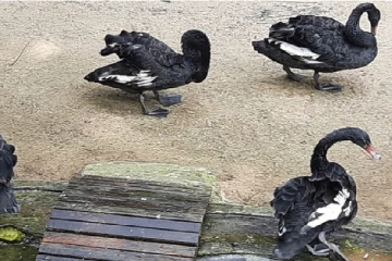 இலங்கையில், விலங்கியல் பூங்காவின் வரலாற்றை மாற்றிய பறவைகள்