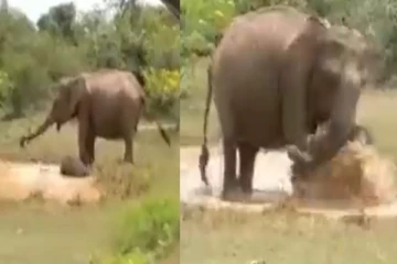 கடிக்க பாய்ந்த முதலையிடமிருந்து தன் குட்டியை காப்பாற்றிய தாய் யானை - வைரல் வீடியோ