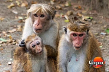 අනේ දෙයියනේ ආයෙත් සංගණනය කරන්න වෙයිද ? දිස්ත්රික්ක 15කට බෙදන්න තිබුණ පත්රිකා බෙදලත් නෑ