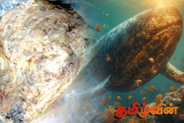 கோடிக்கணக்கான ரூபா பெறுமதியான அம்பருடன் சிக்கிய நபர்கள்