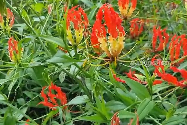 முள்ளிவாய்க்காலில் ரவிகரனிடம் குற்றப்புலனாய்வுப் பிரிவினர் விசாரணை (Video) | Criminal Investigation Department Ravikaran
