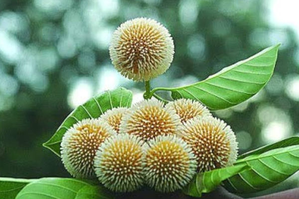 வீட்டில் செல்வம் பெருக இந்த ஒரு பூவை மட்டும் வைத்து பாருங்கள்- உடனடி மாற்றம் பெறலாம் | Importance Of Kadambai Malar In Tamil