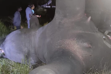 ஐந்தறிவு ஜீவனை பலியெடுத்த புகையிரதம்