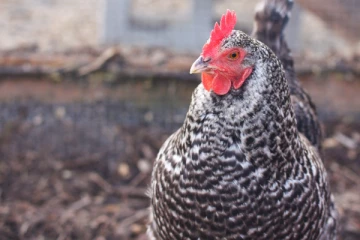 ஒரு கிலோ சிக்கன் 700 ரூபாயாம்: கதிகலங்கி போன பாகிஸ்தான் மக்கள்