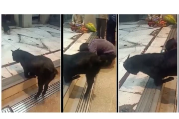 கோவிலில் முழங்கால்படியிட்டு பிரார்த்தனை செய்த ஆடு - வைரலாகும் வீடியோ