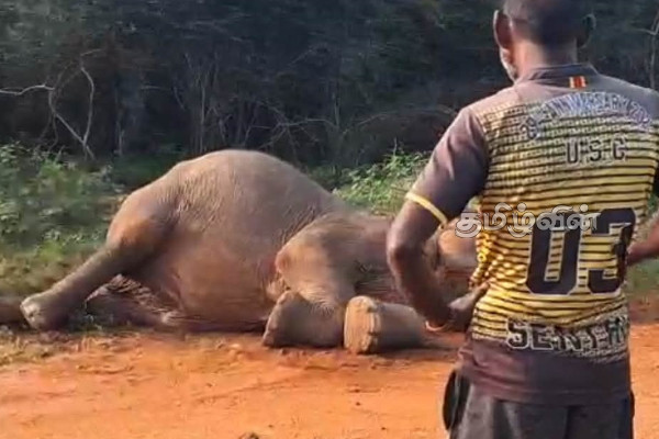 மடு-பாலம்பிட்டி பிரதான வீதியில் உயிருக்கு போராடும் யானை | Elephant Fighting Life Madu Palampitiya Main Road