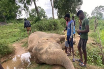 மட்டக்களப்பில் மர்மமான முறையில் உயிரிழந்து கிடந்த யானை!