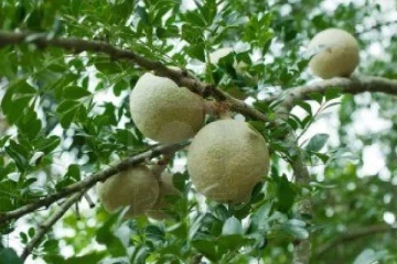 சருமம் பளபளக்க வேண்டும்? அப்போ இந்த பழத்தை சாப்பிடுங்கள்