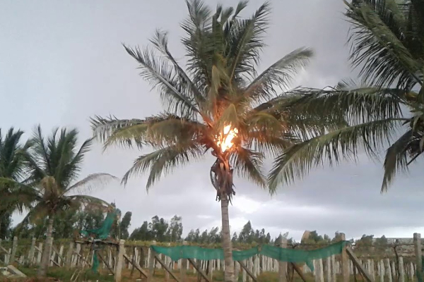 தென்னந்தோப்பில் திடீரென தீப்பரவல் - புத்தளத்தில் சம்பவம் | Fire Accident Coconut Tree