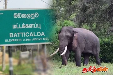 மட்டக்களப்பு திக்கோடை பகுதியில் இறந்த நிலையில் காட்டு யானை..