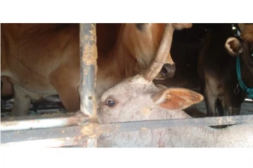 காத்தான்குடியில்சட்டவிரோத மாடு கடத்தல் முறியடிப்பு :ஆறு மாடுகள் மீட்பு