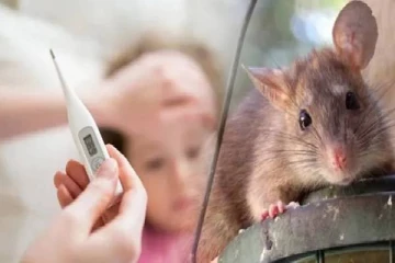 எலிக்காய்ச்சல் பரவும் ஆபத்து ; மருத்துவர்கள் எச்சரிக்கை