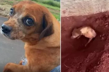 நாயை உயிருடன் புதைத்த மூதாட்டி! இதெல்லாம் ஒரு காரணமா?