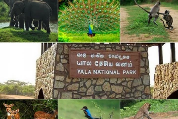 மீண்டும் திறக்கப்பட்டது யால தேசிய பூங்கா