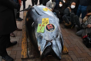 ஒரு மீன் 10 கோடி ரூபாவுக்கு விற்பனை!