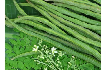 யாழ்ப்பாணத்தில் உச்சம் தொட்ட முருங்கைக்காய் விலை; ஒரு காய் 1000 ரூபாய்!