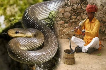 பாம்புகளை செல்லப்பிராணியாக வளர்க்கும் மர்ம கிராமம்- எங்குள்ளது தெரியுமா?