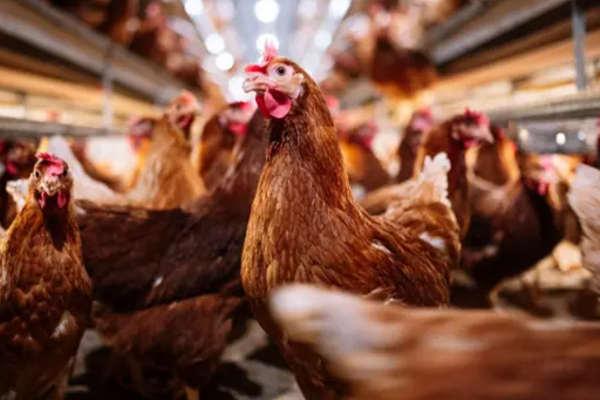 மனித உயிருக்கு அச்சுறுத்தலான பறவைக் காய்ச்சல் ; விஞ்ஞானிகள் கடும் எச்சரிக்கை | Can Bird Flu Spread Humans Scientists Warn Shock