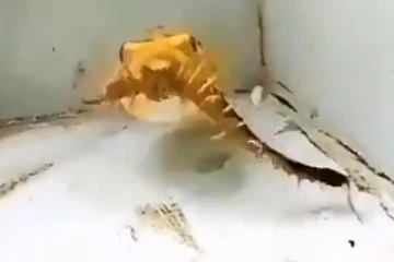 விஷ பாம்பை உயிரோடு நொடியில் வேட்டையாடி விழுங்கும் அதிபயங்கர சக்தி வாய்ந்த மீன்! அதிர்ச்சி காட்சி