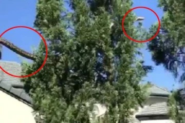 மரம் விட்டு மரம் தாவும் ராட்சத மலைப்பாம்பு... பகீர் சம்பவத்தால் கதறிய குழந்தைகள்