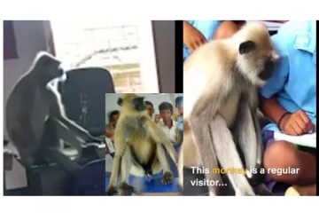 ஜார்க்கண்டில் தினமும் சரியாக 9 மணிக்கு பள்ளிக்கு வந்து பாடம் கவனிக்கும் குரங்கு - வைரலாகும் வீடியோ