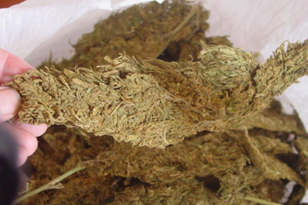 பெருந்தொகை கஞ்சாவுடன் சிக்கிய நால்வர் | Four Arrested With Huge Cannabis Haul