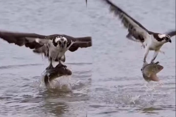 Viral Video: உயிருடன் துடிக்கும் மீனுடன் வானில் பறந்த கழுகு... அட்டகாசமான காட்சி