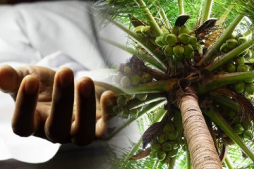 தேங்காய் பறிக்கச் சென்ற பெண்ணுக்கு நேர்ந்த துயரம்