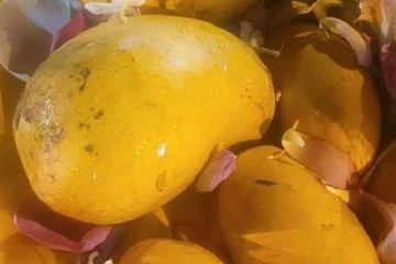 யாழ். முருகையா தேவஸ்தான திருவிழாவில் ஏலத்தில் பத்து லட்சம் ரூபாய்க்கு மாம்பழம்