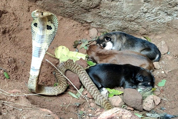 உணவு தேடிச்சென்ற தாய் நாய்; குட்டிகளுக்கு காவல்காத்த நாகப்பாம்பு! ஆச்சர்யத்தை ஏற்படுத்திய சம்பவம் | Cobra Guarding Puppies
