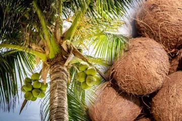 மத்திய கிழக்கு போர் தாக்கம் ; இலங்கை தென்னை ஏற்றுமதி கடும் பாதிப்பு