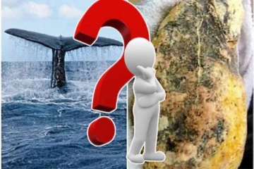 தங்கத்தை விட பெறுமதி அதிகம்! திமிங்கலத்தின் வாந்தி கோடிகளில் வர்த்தகமாவது ஏன்?