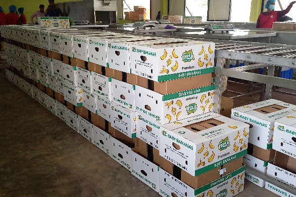துபாய்க்கு ஏற்றுமதியாகும் யாழ் வாழைப்பழங்கள் ! | Jaffa Bananas Exported To Dubai