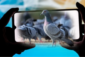 புறாக்களை திருடி கொன்று எரித்து வீடியோ எடுத்த இளைஞர்கள் கைது