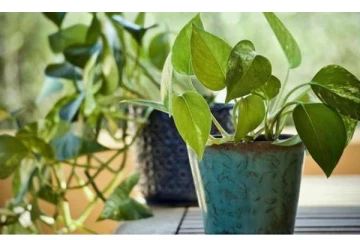 வீட்டில் பணமழை பொழிய வேண்டுமா? மணி பிளான்ட் இந்த திசையில் வைக்க வேண்டுமாம்!