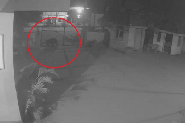 கரடியின் அட்டகாசத்தால் பீதியில் மக்கள்(Photo) | People In Panic Due To The Roar Of The Bear