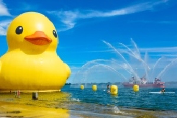 உலகின் மிகப் பெரிய இறப்பர் வாத்து கனடாவில்! | World S Largest Rubber Duck Returns To Toronto