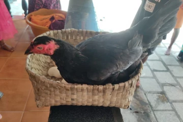 கர்நாடகாவில் முந்திரி வடிவில் முட்டையிட்ட அதிசய கோழி - வைரலாகும் புகைப்படங்கள்