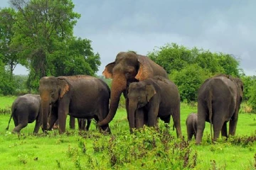 இலங்கையின் யானைகள் வழங்கும் தீர்மானத்துக்கு பாகிஸ்தானில் எதிர்ப்பு