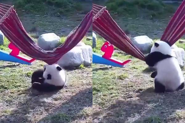 அட பாவமே... குட்டி பாண்டா செய்யும் சேட்டை - மில்லியன் பார்வையாளர்களை வயிறு குலுங்க சிரிக்க வைத்த காணொளி! | Panda Bear Fun Viral Video