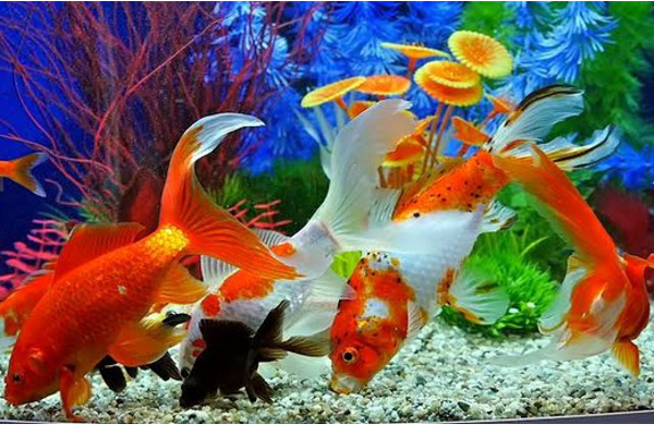 வீட்டில் மீன் வளர்ப்பதால் இத்தனை நன்மைகளா? | Are These The Benefits Raising Fish Home Astrology